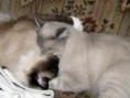 /album/fenykepgaleria/ragdoll-love-2-jpg/